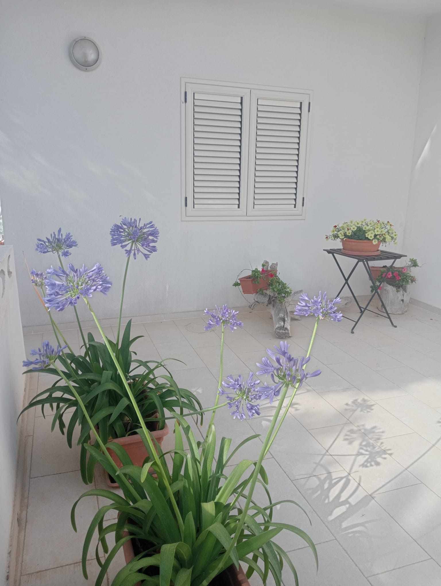 Esterno con fiori e agapanti